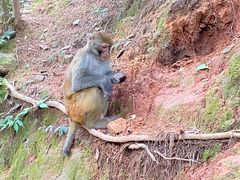 -黔灵山公园