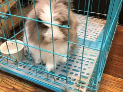 -志龙皇冠吃货椰子铺