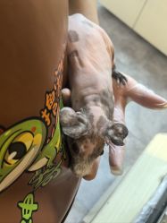 -神奇动物撸宠馆·羊驼·小浣熊·异宠(豫园店)