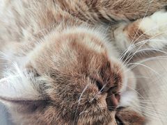 -瞄一喵猫咖(格力海岸店)