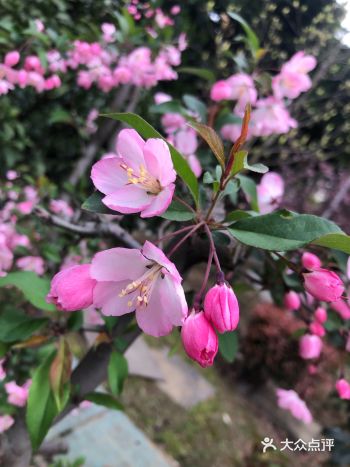 索性掉头回家，赏赏小区里的鲜花，也是美哉