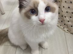 -喵的天空名猫咖啡馆·撸猫·猫舍·用品