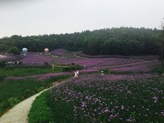 -大塘金香草谷