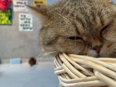 -Heymao猫咖.咖啡厅(东门店)