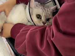 -瑞派康怡24h宠物医院·犬猫医疗中心·微创绝育(瑞景分院)