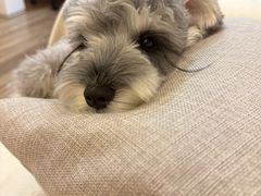 -帕帕拉兹宠物(亚洲旗舰店)