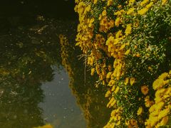 -杭州植物园