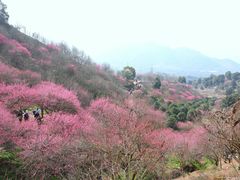 -新建村梅花
