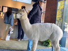 -J Create城市露营咖啡·简餐·宠物(上海动物园店)