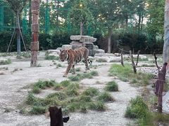 -上海野生动物园老虎餐厅