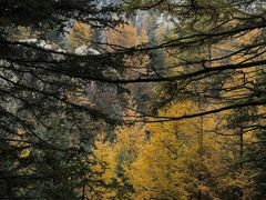 -芦芽山旅游度假区