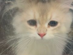 -瑞派福兴宠物医院犬猫全科·骨科·中西医结合(河东店)