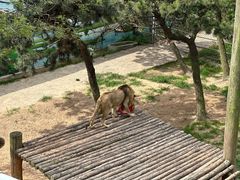 -西霞口神雕山野生动物世界