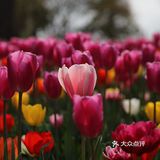 南西商圈的樱花和郁金香🌷让你幸福了吗？