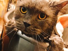 -PETKIT小佩宠物(古北店)