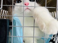 -爱洗澡的猫(望京店)