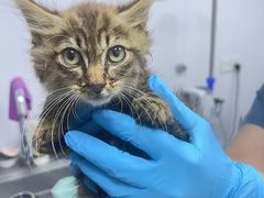 -爱妮康宠物医院·干细胞免疫细胞·肿瘤·心脏(张江店)