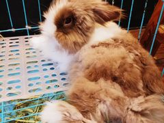 -志龙皇冠吃货椰子铺