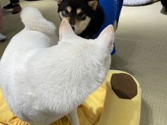-逗柴咖啡屋·狗咖猫咖宠物桌游