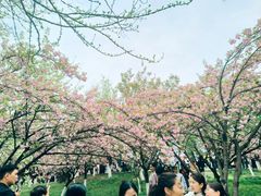 -西安青龙寺遗址景区