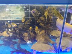 -川骄海鲜自助(王府井奥莱UP TOWN店原世界之花店)