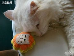 -Babycat私家御饼屋(龙头路一店)