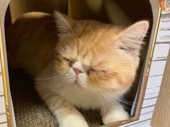 -猫和宫(六道口店)