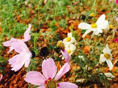iphone_upload_pic-天适樱花悠乐园