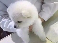 -伟伟宠物医院·CT影像中心·瑞派犬猫综合性门诊(汉口总院)