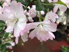 -秦美花卉(天朗·莱茵小城2期店)