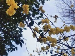 -秋霞圃