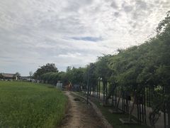 -杭州湾海上花田景区