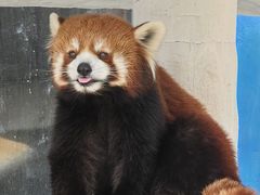 -栾川竹海野生动物园