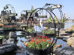 -荷兰花海