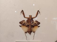 -上海昆虫博物馆