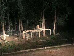 -清迈夜间动物园