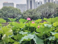 -陈家山荷花公园