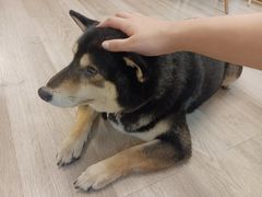 -柴迷FANS CLUB·柴犬狗咖·猫咖