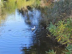 -长白岛森林公园