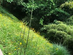 -西湖风景区-江洋畈生态公园