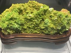 -安徽省地质博物馆