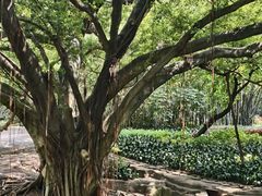 -晓港公园