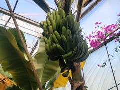 -呀路古热带植物园