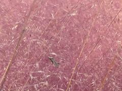 -羊亭河湿地公园