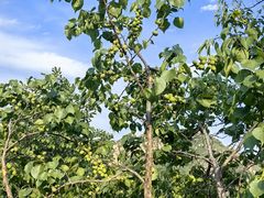 -大岭沟猕猴桃谷风景区
