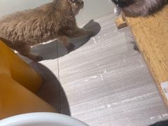 -藏猫猫咖啡主题馆(中央大道店)