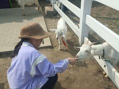 -杭州湾海上花田景区