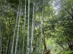 -上海佘山国家森林公园天马山园