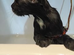 -Oh My Dog宠物沙龙(伊珊娜皮毛护理店)