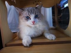 -瞄一喵猫咖(格力海岸店)